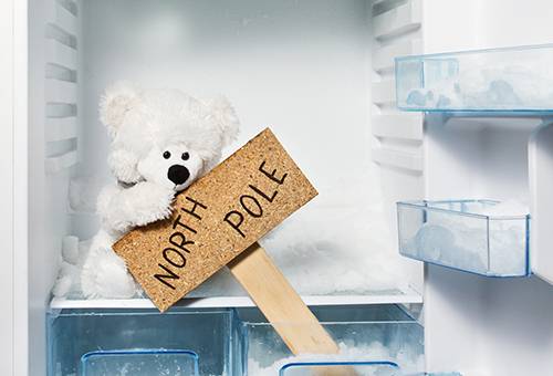 Teddy polar bear freezer