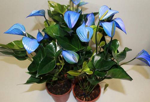 Anthurium à fleurs bleues