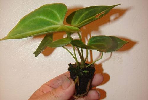 Jeune arbre d'Anthurium