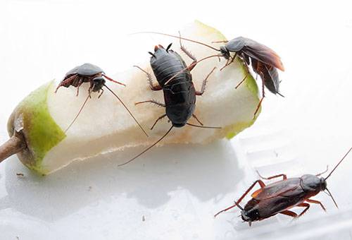 Μαύρες κατσαρίδες τρώγοντας ένα στέλεχος αχλαδιού