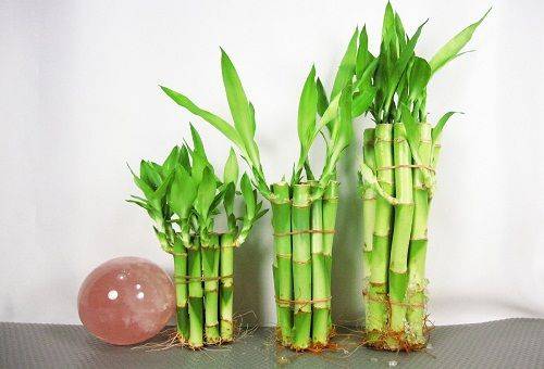 bambou décoratif dans l'eau