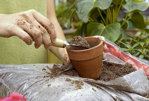 Utiliser des feuilles de thé pour planter une plante dans un pot
