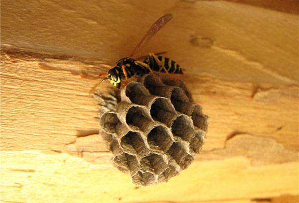 La vespa construeix un niu
