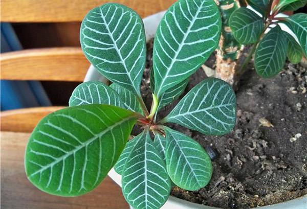 Euphorbia бяла