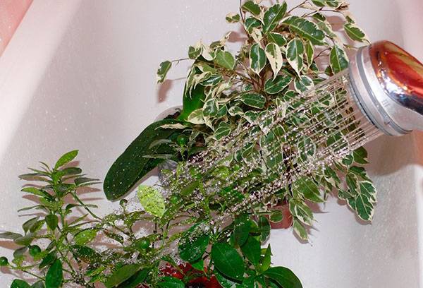 Douche pour plantes d'intérieur