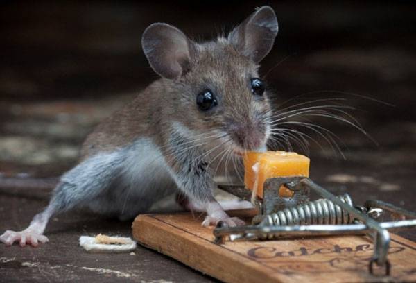 Pułapka na myszy