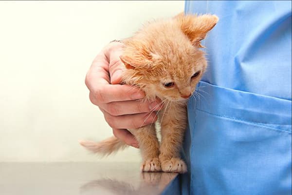 Kattunge på veterinären