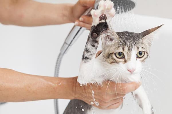 Kąpiel dla kotów