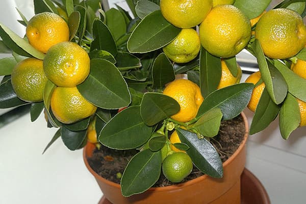 Os de mandarine fructifiant