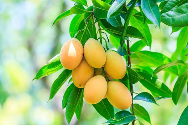 Fruits sur un manguier
