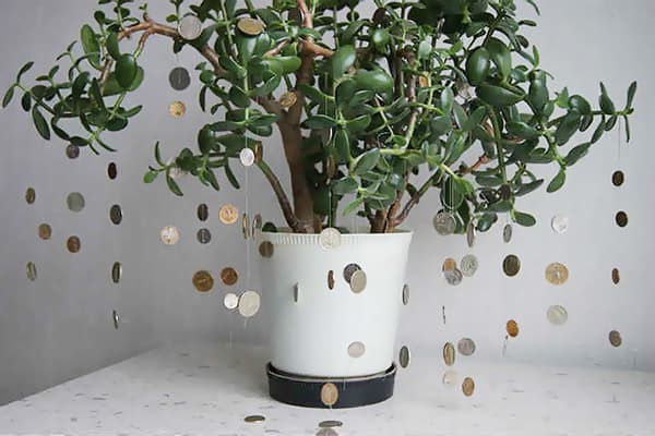Money tree decorated with coins.