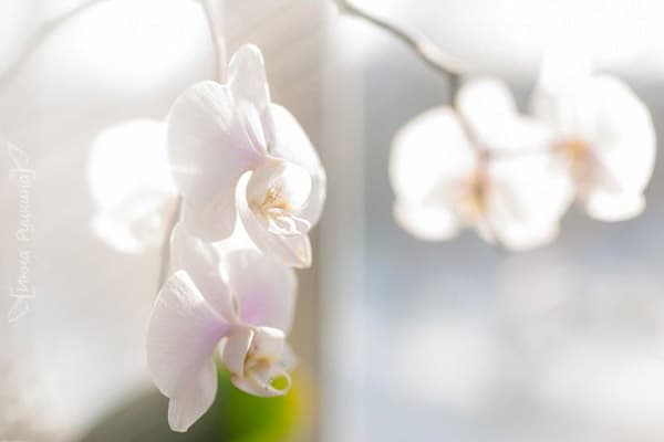 Blommande orkidé i solen
