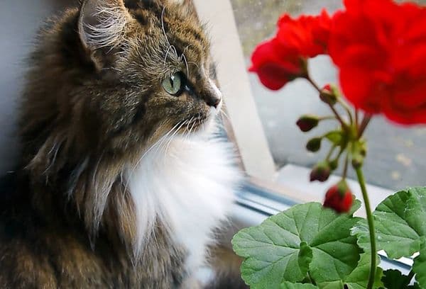 Cat and geranium