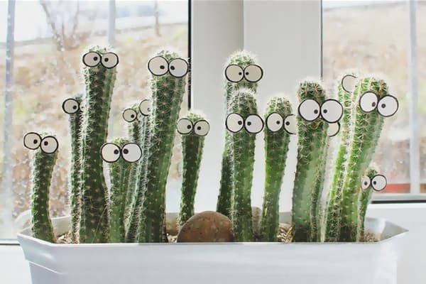 Kaktus i vinduskarmen
