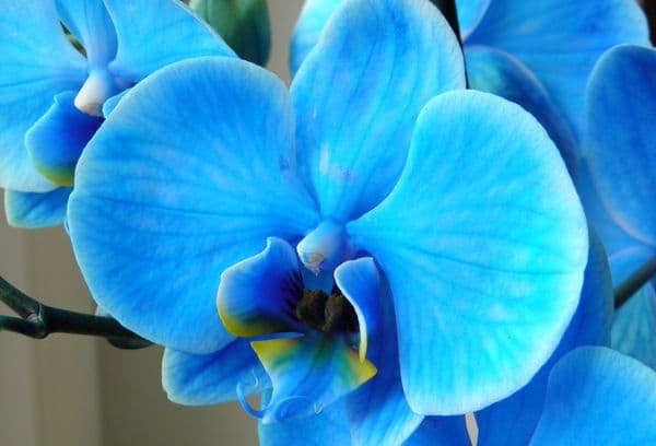 Zila orhideja