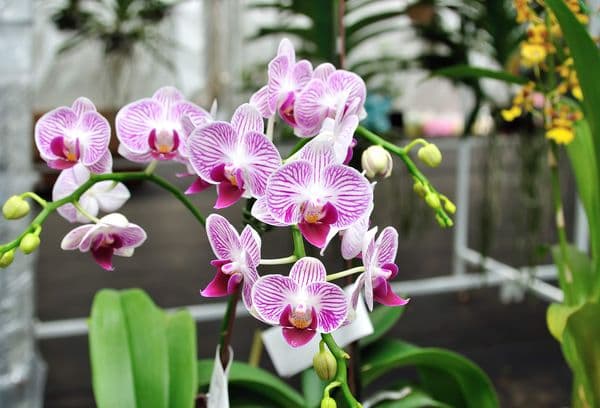 Orchidée royale