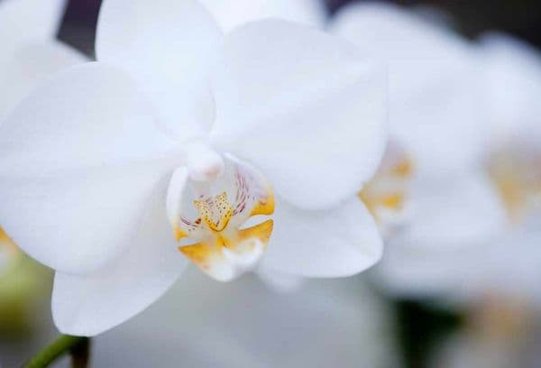 Бяла орхидея