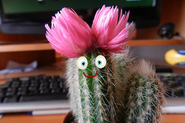 Blommande kaktus på skrivbordet