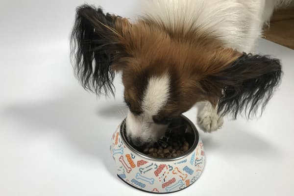الكلب يأكل الطعام من وعاء