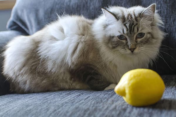 Chat et citron