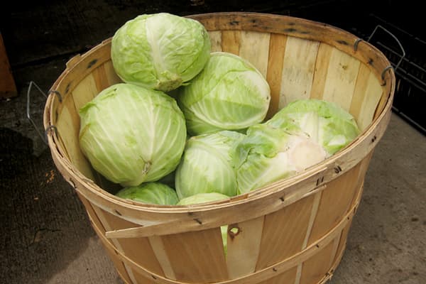 Heads of cabbage in a basket