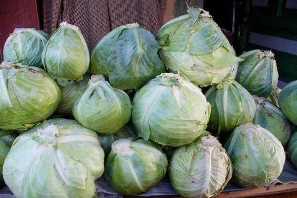Storage of White Cabbage