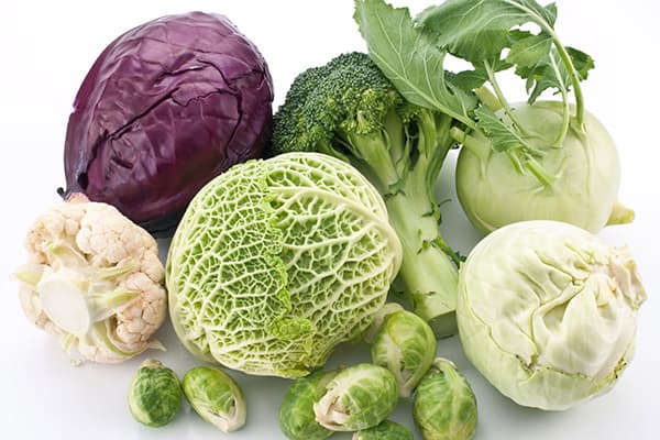 Different types of cabbage