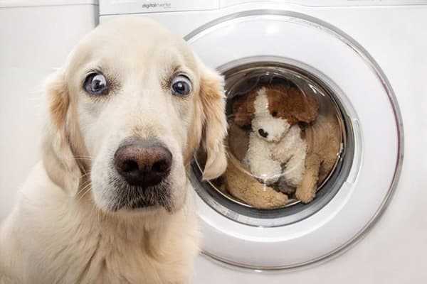 Pies w pobliżu pralki
